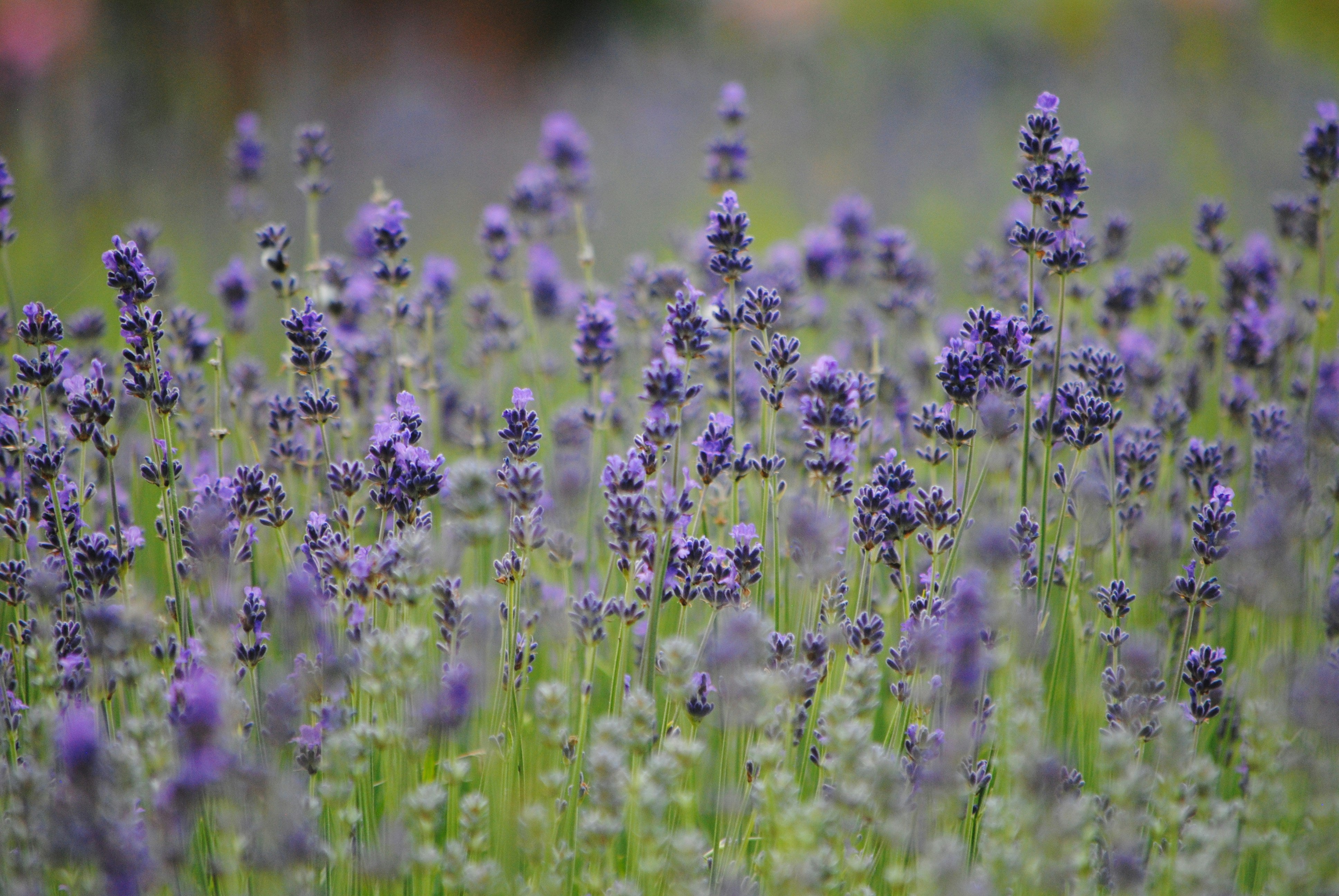 Close-up of a field of lavender flowers with a blurred background